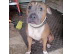 Adopt Chunk a Brown/Chocolate American Pit Bull Terrier / Mixed Breed (Large) /