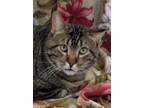 Adopt Joe a Tiger Striped Domestic Shorthair (short coat) cat in Colfax