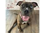 Adopt Twiggy a Black Pit Bull Terrier / Mixed dog in Pequot Lakes, MN (38145814)