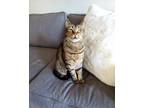Adopt Chili a Brown Tabby Domestic Shorthair (short coat) cat in Los Angeles