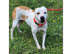 Adopt Brighton a White - with Tan, Yellow or Fawn Pit Bull Terrier / Mixed dog