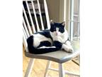 Adopt Finn (m) a Black & White or Tuxedo Domestic Shorthair (short coat) cat in