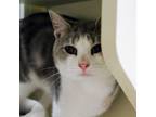 Adopt Jupiter a Gray or Blue Domestic Shorthair / Mixed cat in Waynesboro