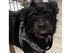Adopt Tori a Black Terrier (Unknown Type, Small) / Mixed dog in Las Vegas