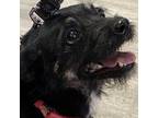 Adopt Layla a Black Terrier (Unknown Type, Small) / Mixed dog in Las Vegas