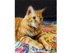 Adopt REDDY a Orange or Red Tabby American Shorthair (short coat) cat in Laguna
