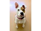Adopt Callie a Red/Golden/Orange/Chestnut - with White Pit Bull Terrier / Mixed