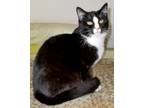 Adopt Blaze a Black & White or Tuxedo Domestic Shorthair (short coat) cat in