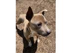 Adopt Special a Brown/Chocolate Staffordshire Bull Terrier / Mixed Breed