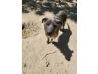 Adopt Rizzo a Black Schnauzer (Standard) / Mixed dog in Fresno, CA (38001599)