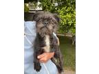 Adopt Jewel a Gray/Silver/Salt & Pepper - with White Pug / Brussels Griffon /