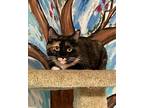Adopt Amanda a Calico or Dilute Calico Calico (short coat) cat in Temecula