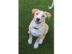 Adopt Tanner a Tan/Yellow/Fawn - with White Retriever (Unknown Type) / Mixed dog