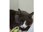 Adopt Jill a Gray or Blue Domestic Shorthair / Domestic Shorthair / Mixed cat in