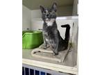 Adopt Hermione a Tortoiseshell Domestic Shorthair (short coat) cat in Byron