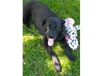 Adopt Jax a Black Mixed Breed (Large) / Mixed dog in Fort Worth, TX (38003214)