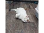 Adopt Elio a White Domestic Shorthair / Mixed cat in Lions Bay, BC (38004592)