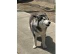 Adopt Ashlie a Gray/Blue/Silver/Salt & Pepper Husky / Mixed dog in Selma