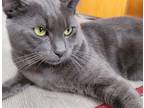 Adopt Jerry a Black (Mostly) Russian Blue / Mixed cat in Brooklyn, NY (38006156)