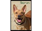 Adopt Baron a Red/Golden/Orange/Chestnut Shiba Inu / Mixed dog in Shippenville
