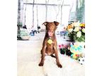 Adopt Burt a Brown/Chocolate Labrador Retriever / Mixed dog in Castro Valley