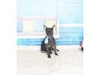 Adopt Somu a Brindle Labrador Retriever / Mixed dog in Castro Valley
