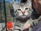 Adopt Rajah a Tiger Striped Domestic Shorthair (short coat) cat in Millerton