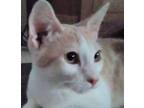 Adopt Amur a Tan or Fawn Tabby Domestic Shorthair (short coat) cat in North