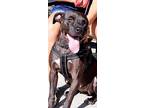 Adopt Grace a Black - with White Labrador Retriever / American Pit Bull Terrier