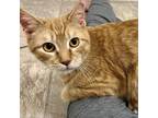 Adopt Band-Aid a Orange or Red Domestic Shorthair / Mixed cat in Gibsonia
