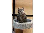 Adopt Mindy a Brown Tabby Domestic Shorthair (medium coat) cat in Barrington
