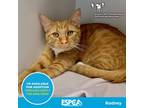 Adopt Rodney Copperbottom a Orange or Red Domestic Shorthair / Mixed cat in