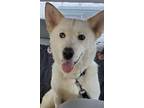 Adopt Quinn a White Husky / Mixed dog in Claremore, OK (38234148)