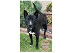 Adopt COH Dakota a Black Pit Bull Terrier / Mixed dog in Inglewood
