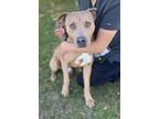 Adopt Bam Bam a Tan/Yellow/Fawn American Pit Bull Terrier / Mixed dog in