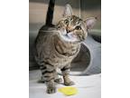 Adopt Toulouse a Brown or Chocolate Domestic Shorthair / Domestic Shorthair /