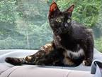 Adopt Mia a Black (Mostly) Domestic Shorthair (short coat) cat in Somerset