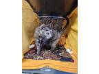 Adopt Millie a Brown or Chocolate Domestic Shorthair / Domestic Shorthair /