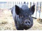 Adopt Felix a Pig (Potbellied) farm-type animal in Napa, CA (35676954)