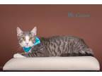 Adopt Mr. Cartoon a Domestic Shorthair / Mixed (short coat) cat in San Jacinto