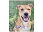 Adopt Tristan a Mixed Breed (Medium) / Mixed dog in Ocala, FL (38116364)