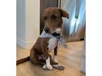 Adopt Roy a Mixed Breed (Medium) / Mixed dog in San Diego, CA (38209967)