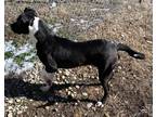Adopt Pee W a Labrador Retriever / Mixed dog in Henderson, KY (38032250)