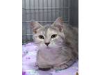 Adopt Gigi a Domestic Shorthair / Mixed (short coat) cat in Ladysmith