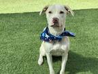 Adopt Bandit 3 a Tan/Yellow/Fawn American Pit Bull Terrier / Mixed dog in