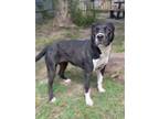 Adopt Wilma a American Staffordshire Terrier / Mixed dog in Mobile