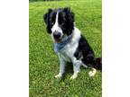 Adopt Sam a Black - with White Border Collie / Mixed dog in San Leon