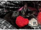 Adopt Cindy Bear a All Black Domestic Shorthair / Mixed cat in Stafford