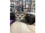 Adopt BABY RUTH a Domestic Shorthair (short coat) cat in Calimesa, CA (38180870)