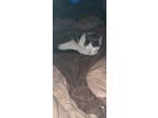 Adopt Prince a Spotted Tabby/Leopard Spotted Domestic Shorthair / Mixed cat in
